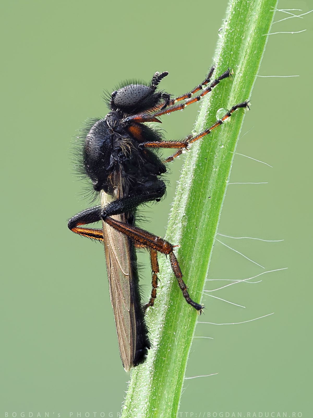 Bibio Marci (Musca de martie / Mach Fly)